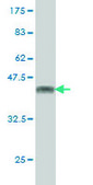 Monoclonal Anti-RBBP4, (C-terminal) antibody produced in mouse clone 4A5, purified immunoglobulin, buffered aqueous solution