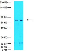 Anti-BCRP1 Antibody, clone 5D3 clone 5D3, Chemicon&#174;, from mouse