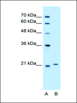 Anti-TCAP (AB2) antibody produced in rabbit IgG fraction of antiserum