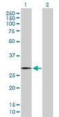 Anti-HMOX1 antibody produced in rabbit purified immunoglobulin, buffered aqueous solution