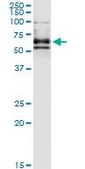 Monoclonal Anti-DPYSL4 antibody produced in mouse clone 1F5, purified immunoglobulin, buffered aqueous solution