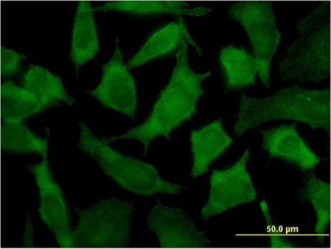 Monoclonal Anti-PA2G4, (N-terminal) antibody produced in mouse clone 2A5, purified immunoglobulin, buffered aqueous solution