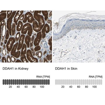 Anti-DDAH1 antibody produced in rabbit Prestige Antibodies&#174; Powered by Atlas Antibodies, affinity isolated antibody, buffered aqueous glycerol solution