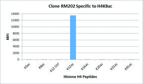 Anti-Acetyl-Histone H4 (Lys12) antibody, Rabbit monoclonal recombinant, expressed in HEK 293 cells, clone RM202, purified immunoglobulin