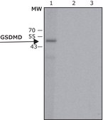 Anti-GSDMD antibody, Mouse monoclonal clone GSD-14, purified from hybridoma cell culture