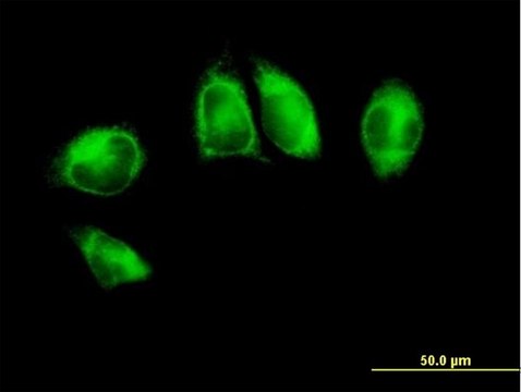 Anti-POR antibody produced in mouse purified immunoglobulin, buffered aqueous solution