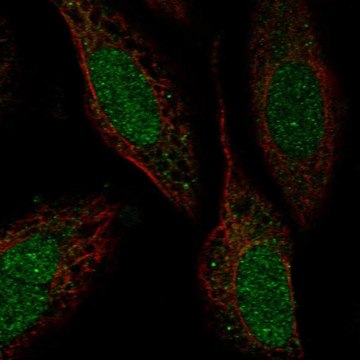 Anti-Znf641 Antibody Produced In Rabbit Prestige Antibodies&#174; Powered by Atlas Antibodies, affinity isolated antibody, buffered aqueous glycerol solution