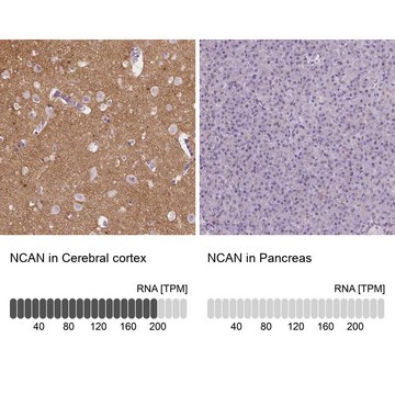 Anti-NCAN antibody produced in rabbit Prestige Antibodies&#174; Powered by Atlas Antibodies, affinity isolated antibody, buffered aqueous glycerol solution