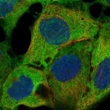 Anti-Mapk9 Antibody Produced In Rabbit Prestige Antibodies&#174; Powered by Atlas Antibodies, affinity isolated antibody, buffered aqueous glycerol solution