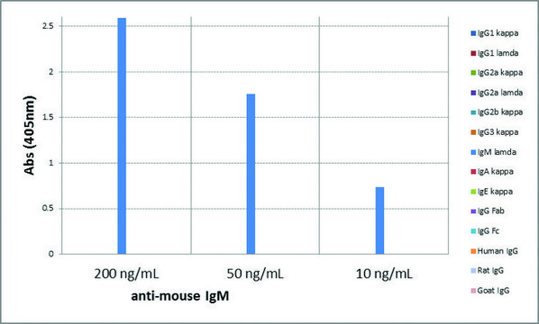 Anti-Mouse IgM antibody, Rabbit monoclonal recombinant, expressed in HEK 293 cells, clone RM109, purified immunoglobulin