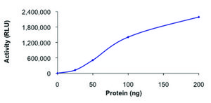 PI4K2B, active, GST tagged human PRECISIO&#174; Kinase, recombinant, expressed in baculovirus infected Sf9 cells, &#8805;70% (SDS-PAGE), buffered aqueous glycerol solution