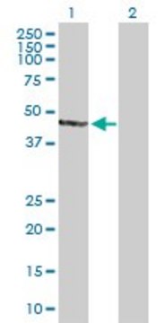 Anti-AIPL1 antibody produced in mouse purified immunoglobulin, buffered aqueous solution
