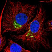 Anti-DEPDC5 antibody produced in rabbit Prestige Antibodies&#174; Powered by Atlas Antibodies, affinity isolated antibody, buffered aqueous glycerol solution