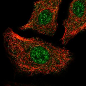 Anti-ATP2A2 antibody produced in rabbit Prestige Antibodies&#174; Powered by Atlas Antibodies, affinity isolated antibody