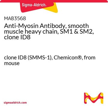 Anti-Myosin Antibody, smooth muscle heavy chain, SM1 &amp; SM2, clone ID8 clone ID8 (SMMS-1), Chemicon&#174;, from mouse