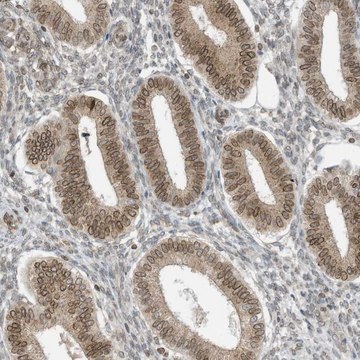 Anti-RABL3 antibody produced in rabbit Prestige Antibodies&#174; Powered by Atlas Antibodies, affinity isolated antibody, buffered aqueous glycerol solution