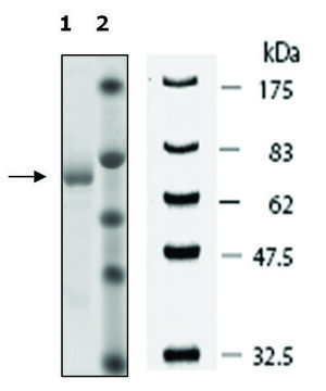 Tankyrase 2 active human recombinant, expressed in baculovirus infected Sf9 cells, &#8805;90% (SDS-PAGE)