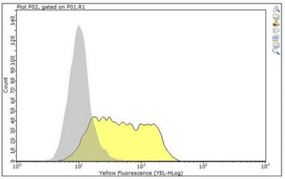 Anti-MIC-A MIC-B Antibody, clone 6D4 clone 6D4, from mouse