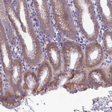 Anti-SNX24 antibody produced in rabbit Prestige Antibodies&#174; Powered by Atlas Antibodies, affinity isolated antibody, buffered aqueous glycerol solution