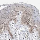 Anti-CARMIL3 antibody produced in rabbit Prestige Antibodies&#174; Powered by Atlas Antibodies, affinity isolated antibody, buffered aqueous glycerol solution