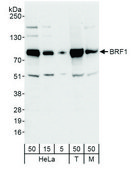 Rabbit anti-BRF1 Antibody, Affinity Purified Powered by Bethyl Laboratories, Inc.