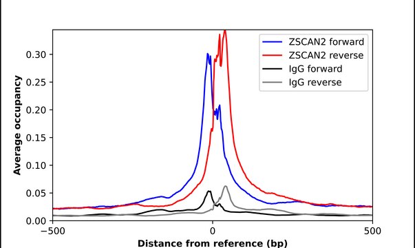 Anti-ZSCAN2 antibody produced in rabbit Prestige Antibodies&#174; Powered by Atlas Antibodies, affinity isolated antibody, buffered aqueous glycerol solution