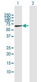 Anti-MARS2 antibody produced in rabbit purified immunoglobulin, buffered aqueous solution