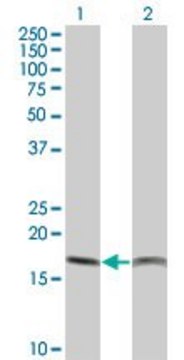 Monoclonal Anti-PTH antibody produced in mouse clone 3E7, purified immunoglobulin, buffered aqueous solution