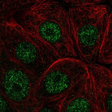 Anti-IER2 antibody produced in rabbit Prestige Antibodies&#174; Powered by Atlas Antibodies, affinity isolated antibody