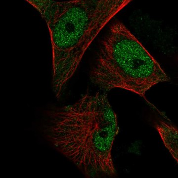 Anti-Creb3L1 Antibody Produced In Rabbit Prestige Antibodies&#174; Powered by Atlas Antibodies, affinity isolated antibody, buffered aqueous glycerol solution