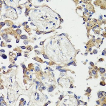 Anti-c-Fos antibody produced in rabbit
