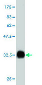 ANTI-FGR antibody produced in mouse clone 3F2, purified immunoglobulin, buffered aqueous solution
