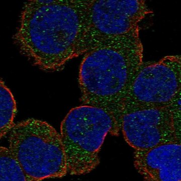 Anti-Als2 Antibody Produced In Rabbit Prestige Antibodies&#174; Powered by Atlas Antibodies, affinity isolated antibody, buffered aqueous glycerol solution