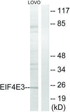 Anti-EIF4E3 antibody produced in rabbit affinity isolated antibody