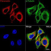 Anti-Fibronectin Antibody, clone 5I8T1, Rabbit Monoclonal