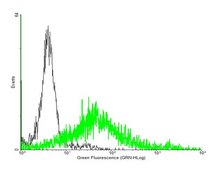 Anti-ADORA2A antibody produced in mouse purified immunoglobulin, buffered aqueous solution