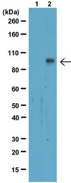 Anti-Phospho-Stat1 (Tyr701) Antibody, clone 5C9.2 clone 5C9.2, from mouse