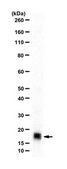 Anti-Cu/Zn-SOD Antibody from rabbit, purified by affinity chromatography