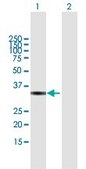 Anti-VGLL4 antibody produced in mouse purified immunoglobulin, buffered aqueous solution