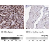 Anti-CD163 antibody produced in rabbit Prestige Antibodies&#174; Powered by Atlas Antibodies, affinity isolated antibody, buffered aqueous glycerol solution