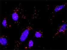 Monoclonal Anti-AXIN1 antibody produced in mouse clone 2B11, purified immunoglobulin, buffered aqueous solution