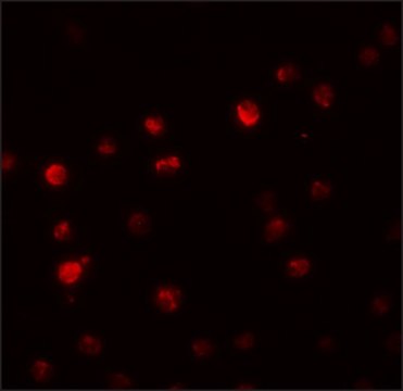 Anti-PPAPDC2 antibody produced in rabbit affinity isolated antibody, buffered aqueous solution
