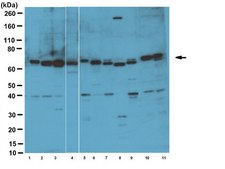 Anti-CDT1 Antibody serum, from rabbit
