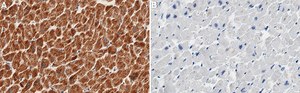 Anti-SDHA Antibody, clone 1G16 ZooMAb&#174; Rabbit Monoclonal recombinant, expressed in HEK 293 cells