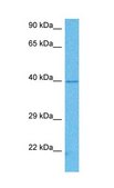 Anti-PCBP1 antibody produced in rabbit IgG fraction of antiserum