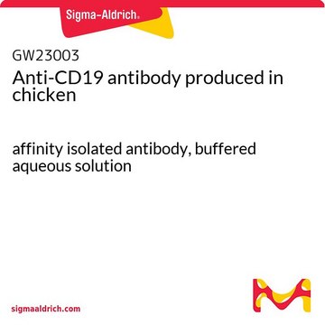 Anti-CD19 antibody produced in chicken affinity isolated antibody, buffered aqueous solution