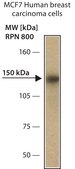 Anti-BACH1 antibody produced in rabbit affinity isolated antibody, buffered aqueous solution