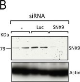Anti-&#946;-Actin&#8722;Peroxidase antibody, Mouse monoclonal clone AC-15, purified from hybridoma cell culture