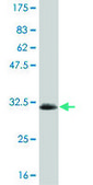 Monoclonal Anti-SGK2 antibody produced in mouse clone 7C7, purified immunoglobulin, buffered aqueous solution