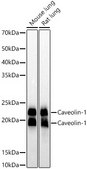 Anti-Caveolin-1 Antibody, clone 10Y5L2, Rabbit Monoclonal
